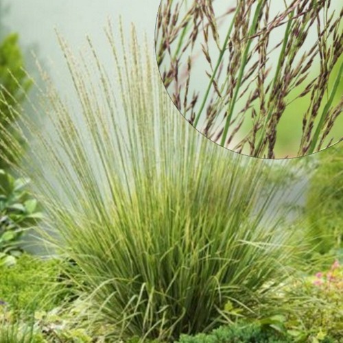 Molinia arundinacea 'Carmarthen' - Roog-sinihelmikas 'Carmarthen' P9/0,55L   